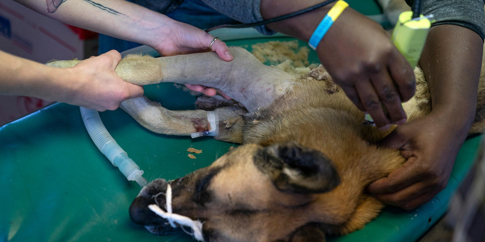 WTG-Nothilfefonds: Für Hunde und Katzen in Khayelitsha
