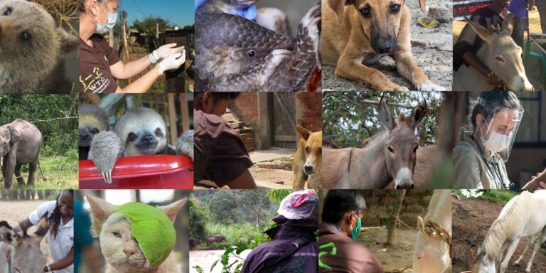 Wie der WTG-Nothilfefonds Tierleben rettet: Das war 2020