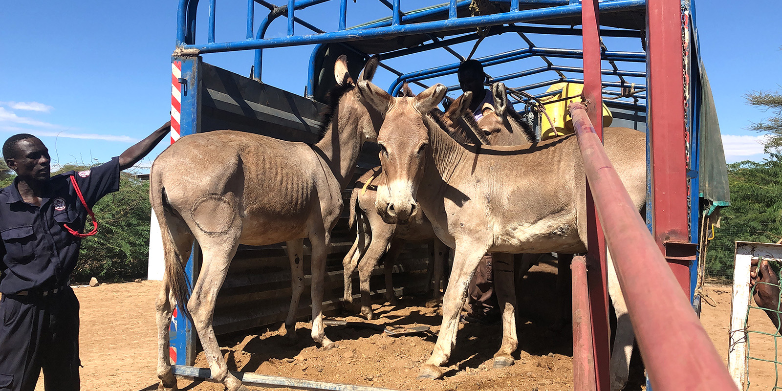 Tracing donkey trade