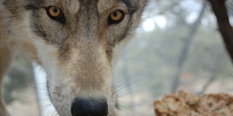 #KeinHaustier: Wolf-Hund-Hybriden als Haustier halten? Bitte nicht!