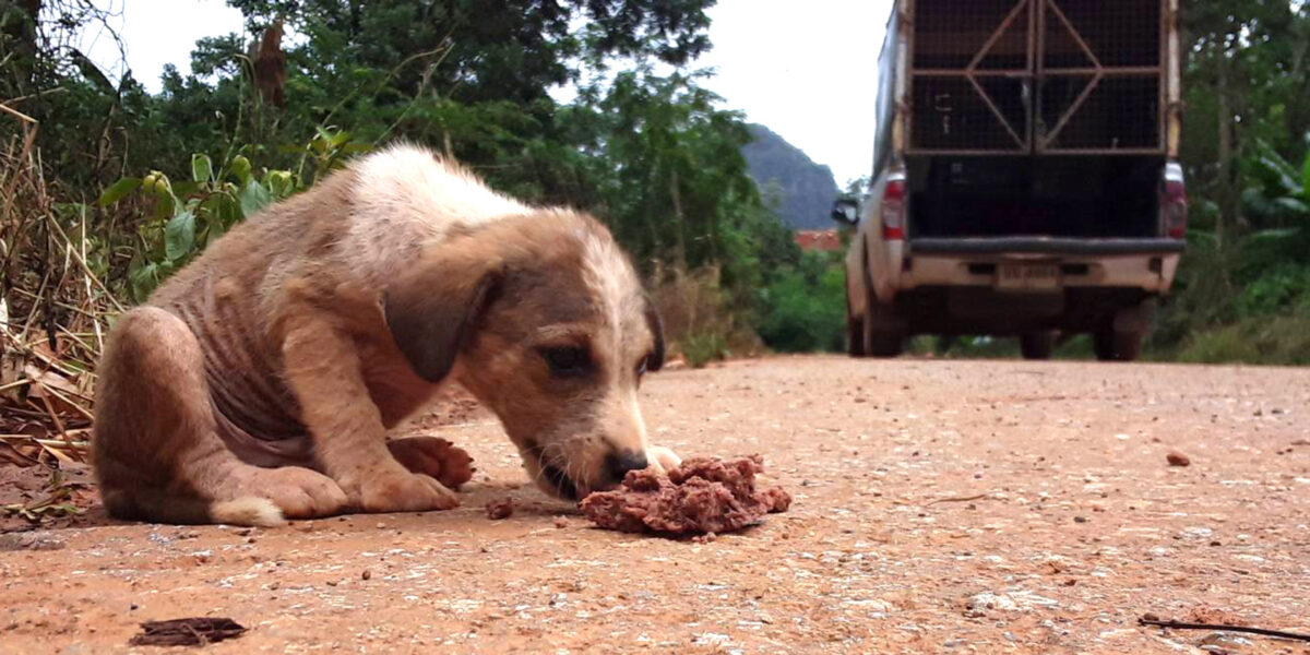 streuner-coronakrise-streunerhund_WTG-© Lanta Animal Welfare Organisation