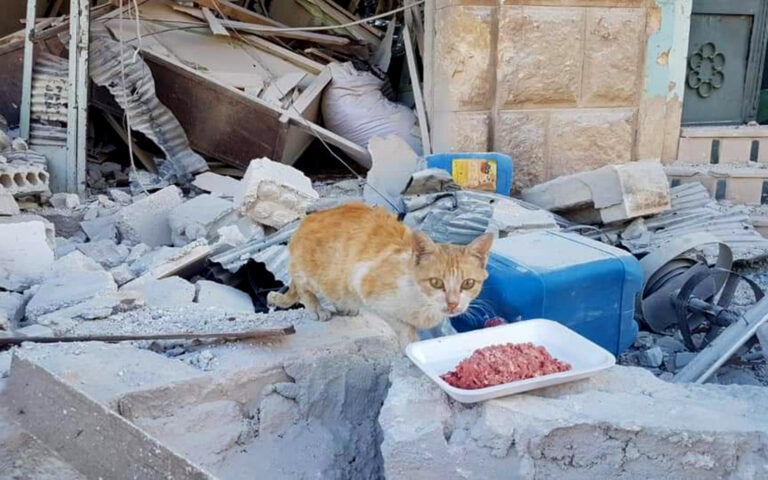 Überleben zwischen Trümmern: Tierhilfe in Syrien