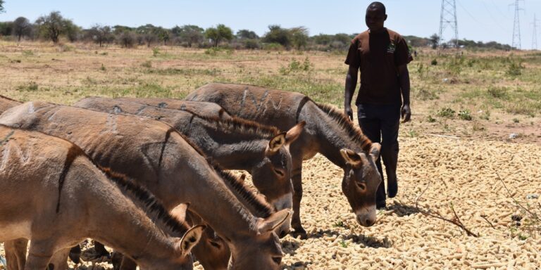 Abgeschlossen: Soforthilfe für gestrandete Esel in Tansania