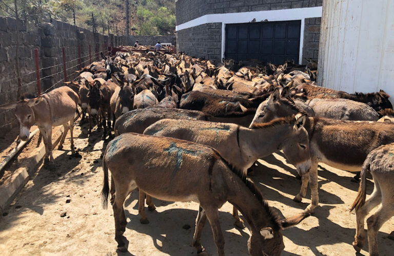 Esel-Schlachthäuser in Kenia wieder geöffnet