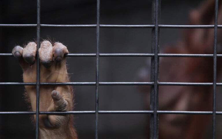 #StopptTierleid: Von Affen und Menschen
