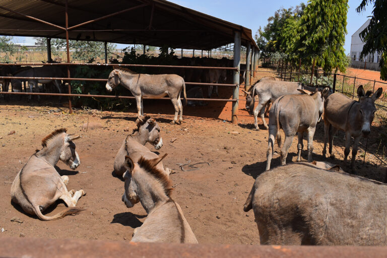 Eselschutz in Ostafrika: Jeder Tag zählt