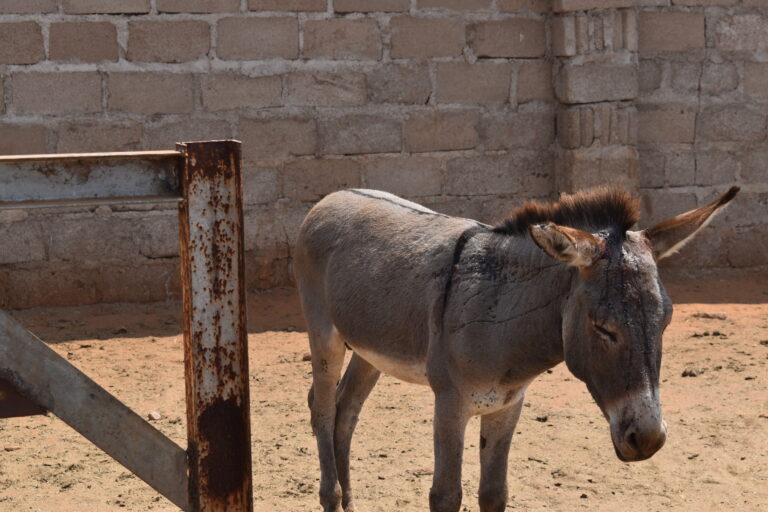 Esel in Ostafrika: Womit haben sie das verdient?