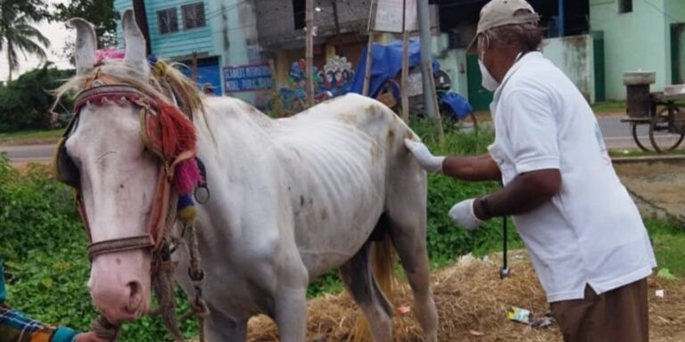 Zum Weltpferdetag: Hilfe für Pferd Dabalah in Indien