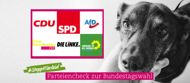 #StopptTierleid: Wie sich CDU, SPD, Grüne und Co. zur Darstellung von Tierleid positionieren