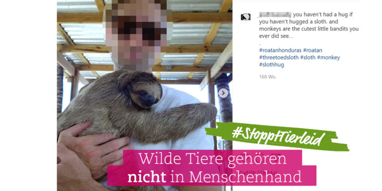 #StopptTierleid: Wildtierkontakt – Bitte vermeiden!