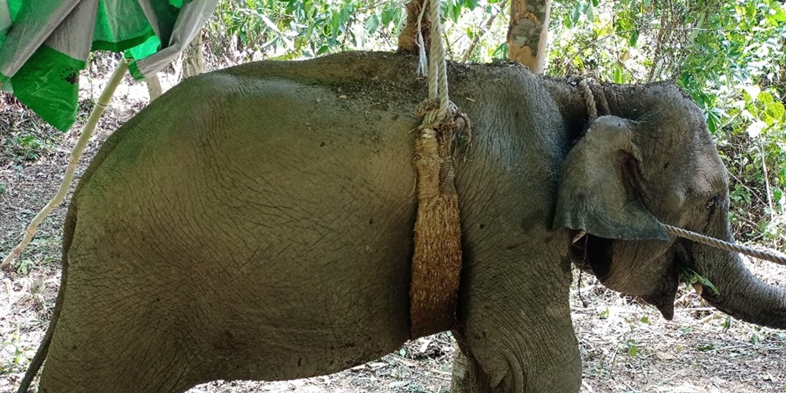 Arbeitselefanten in Myanmar