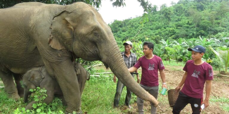 Elefantenschutz in schweren Zeiten
