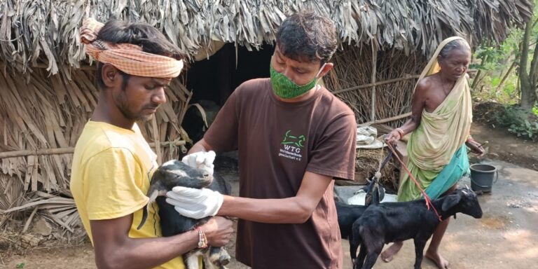 Nachhaltiger Tierschutz in Odisha: An Herausforderungen wachsen