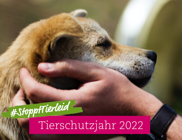 #StopptTierleid: Auf ins Tierschutzjahr 2022