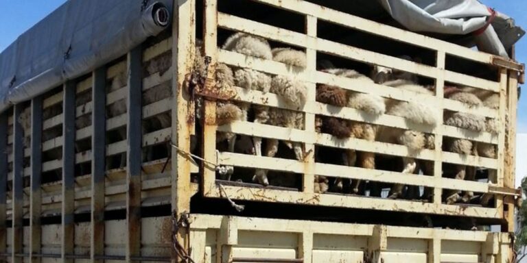 Forderung eines grundsätzlichen Verbots von Tiertransporten in nichteuropäische Drittländer
