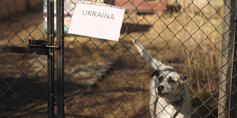 Tierschutzbericht aus Polen: „Seit dem Krieg steht hier niemand still“