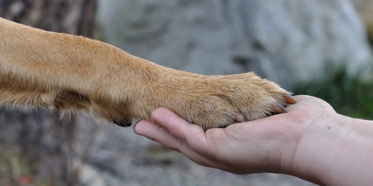 FAQ Ukraine: Wie Sie jetzt Menschen und Tieren helfen können