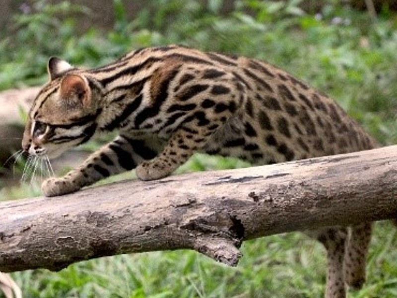 Sie sind zwar so groß wie eine durchschnittliche Hauskatze, doch ins Haus gehören sie nicht: Bengal- oder auch Leopardkatzen.
