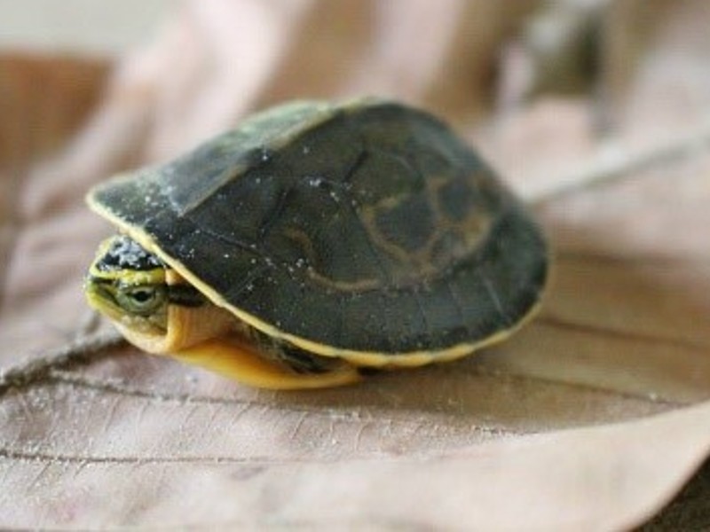 Scharnierschildkröten fühlen sich auf schlammigen Untergrund stehender Gewässer am wohlsten.