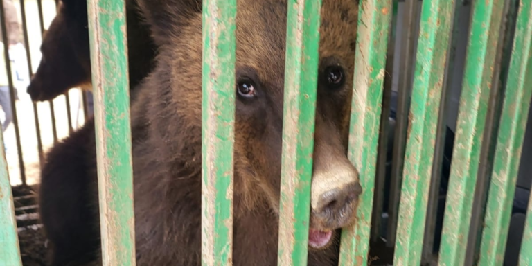 Verwaist und schutzlos: Bärenkinder in Rumänien