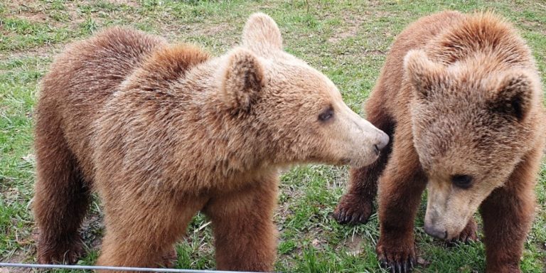 Rumänien: 220 Braunbären zum Abschuss freigegeben