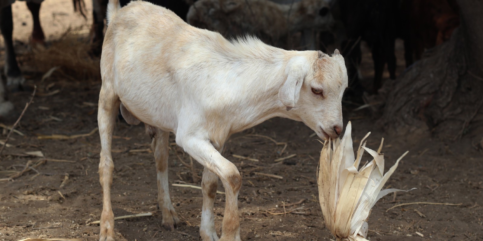 Nutztiere in Ruanda