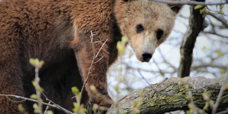 Rumänien: Zuflucht auch für Bärenwaisen