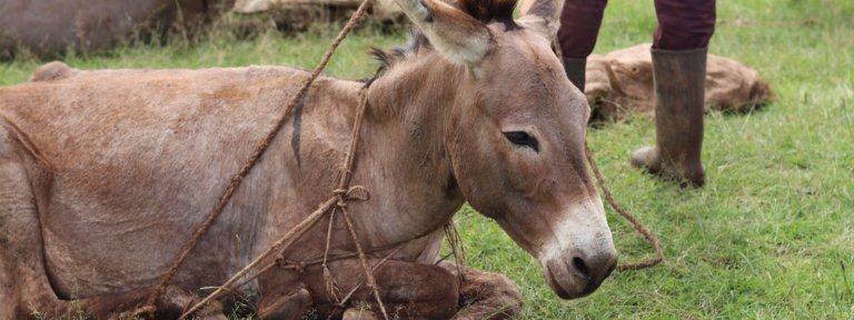 Eselklinik in Uganda: Hilfe für die Helfer