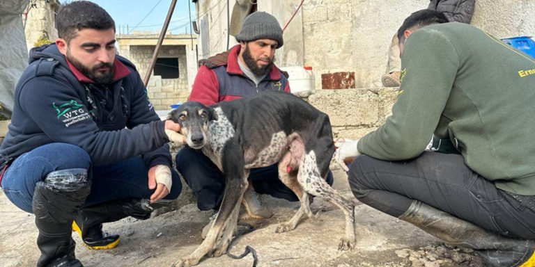 Pressemitteilung: Erdbeben in Syrien: Tierrettung in der Region Idlib gestartet