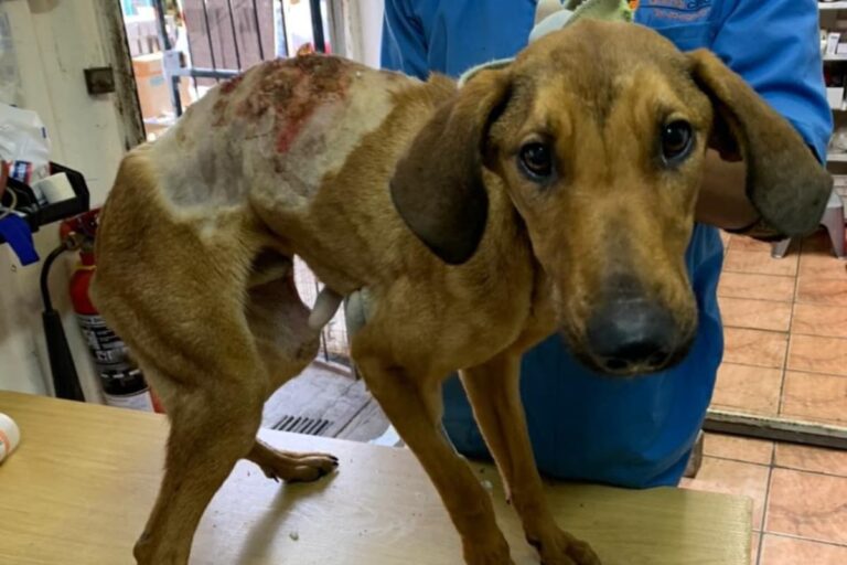 Hundeleben in Südafrika: Hilfe, wo es sonst keine gibt