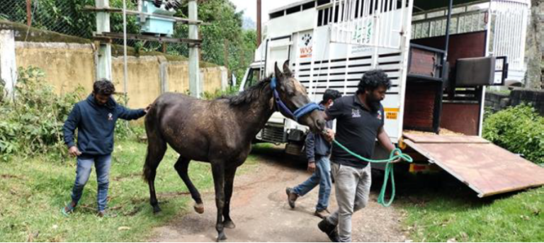 Bewährte Hilfe für Pferde in Indien