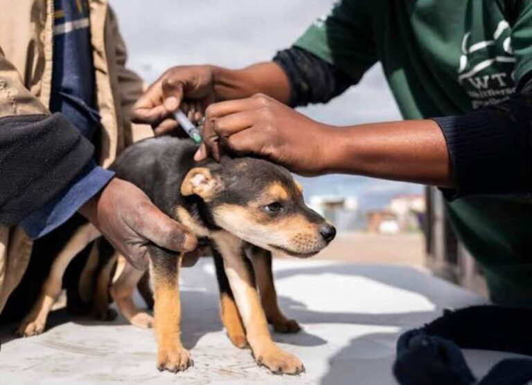 Hunde in Südafrika: Vertrauen in Tierschutz wächst!
