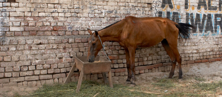 Pferde in Indien: Verwahrlost, verzweifelt, schwer verletzt
