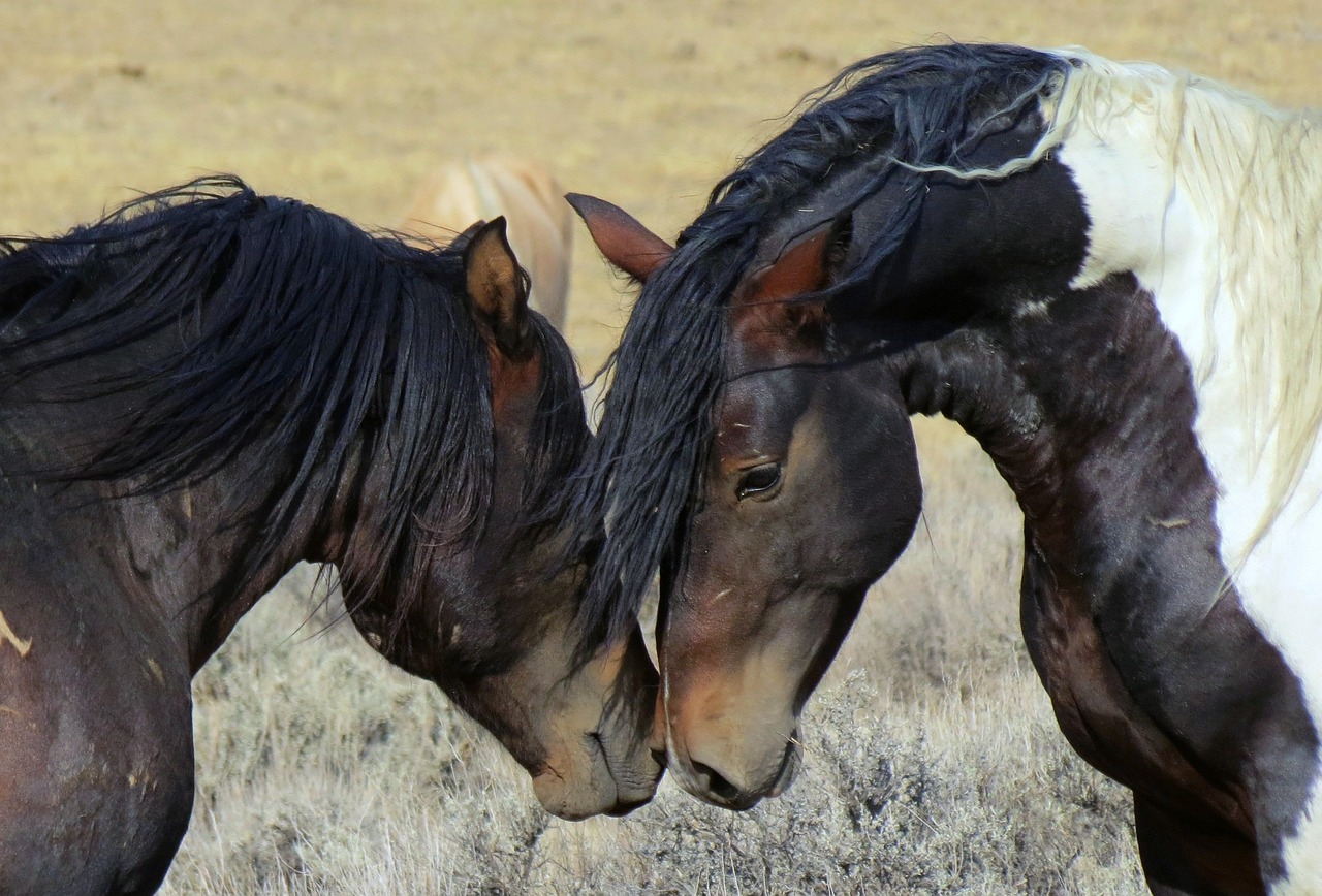 Tierporträt Pferde