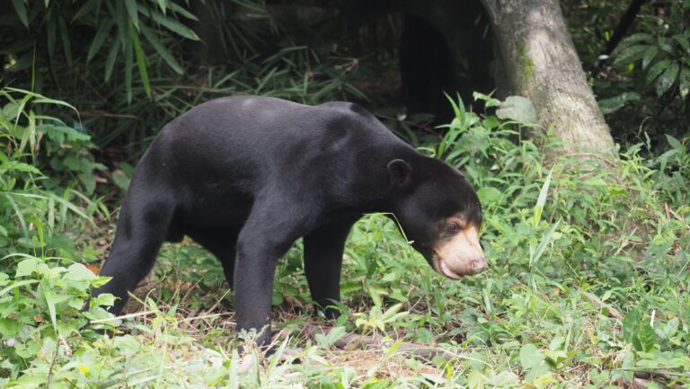 Eine zweite Chance für Bären in Vietnam