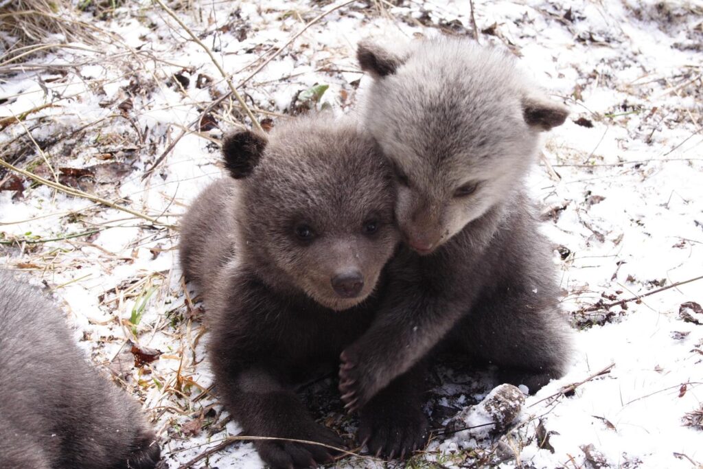 Rumänien: Hilfe für Bärenwaisen