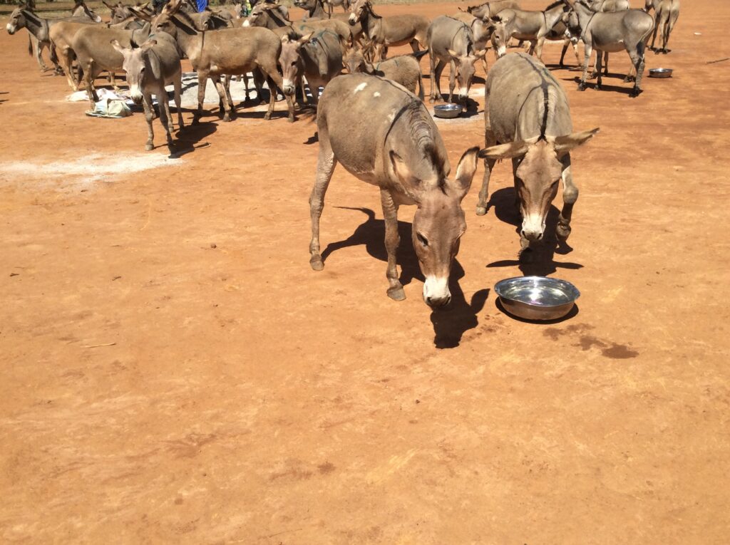 Tansania: Hilfe für die Esel 