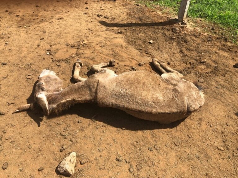 Esel sterben zu Tausenden: Nur für ihre Haut